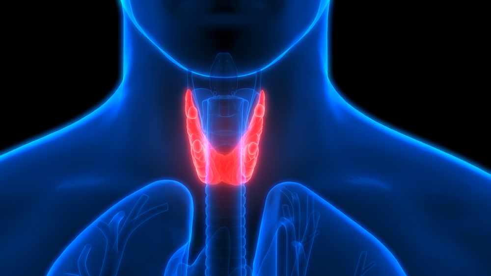thyroid