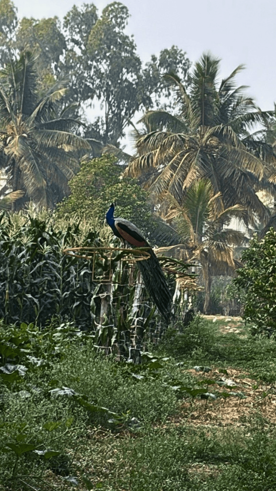 Organic crops in a field