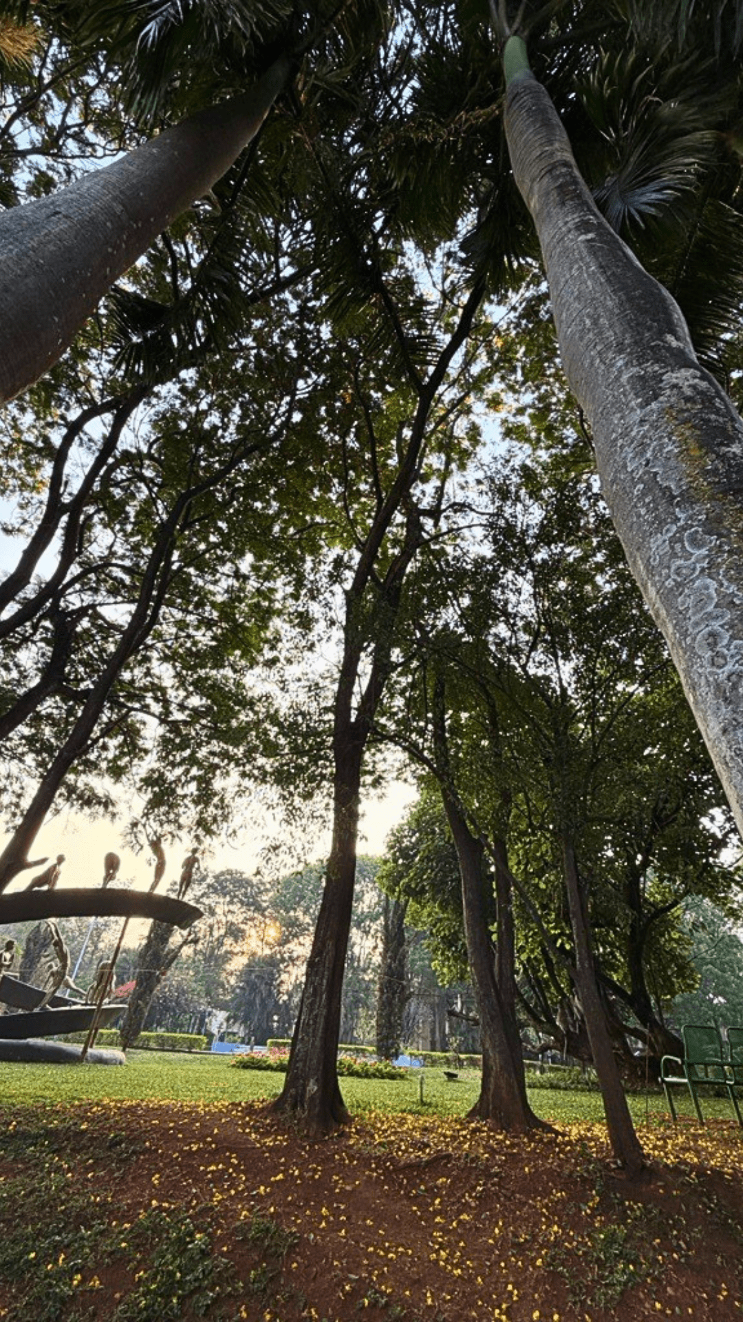 Forest canopy